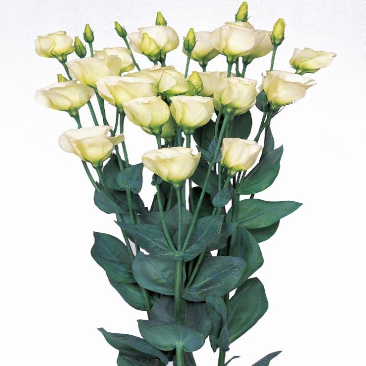 Lisianthus (Eustoma) grandiflorum Piccolo 2 Lime Green