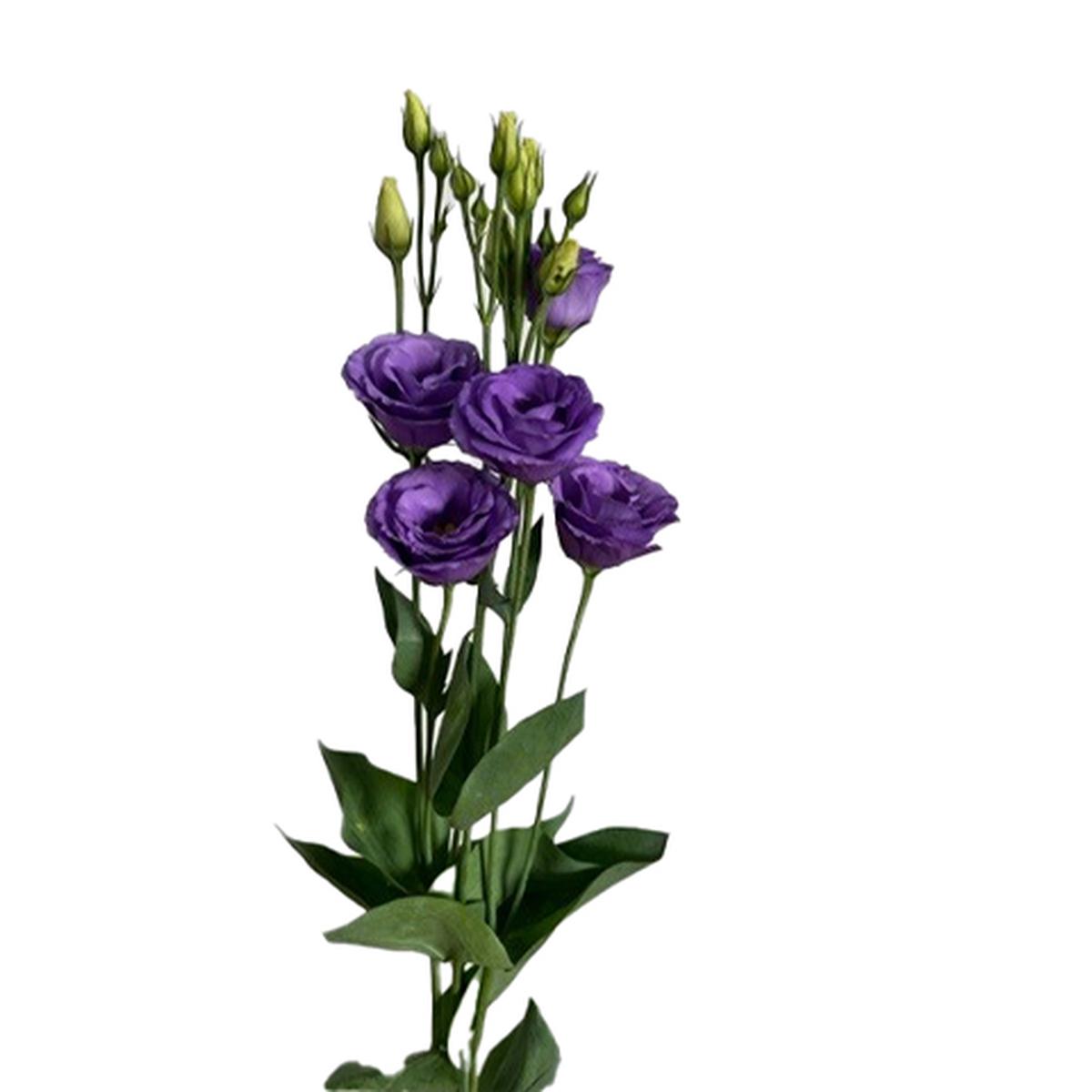 Lisianthus (Eustoma) grandiflorum Rosita 3 Bright Blue