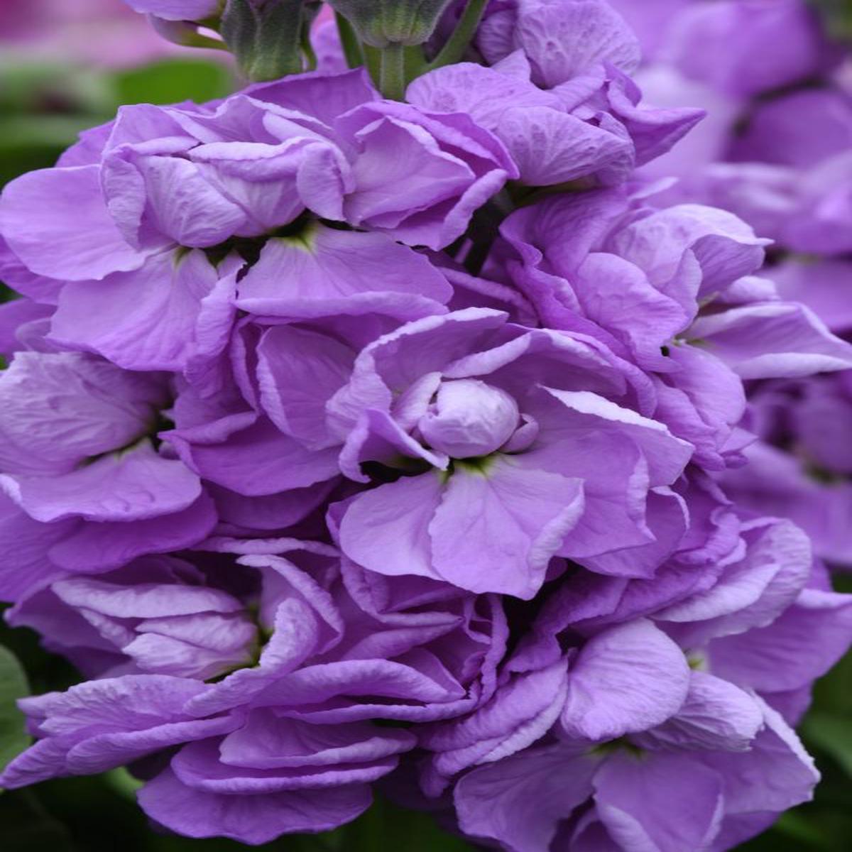 Matthiola incana Mathilda Lavender