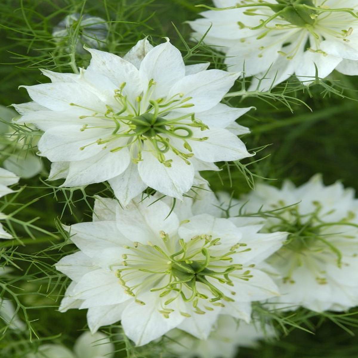 Nigella damascena Albion Green Pod