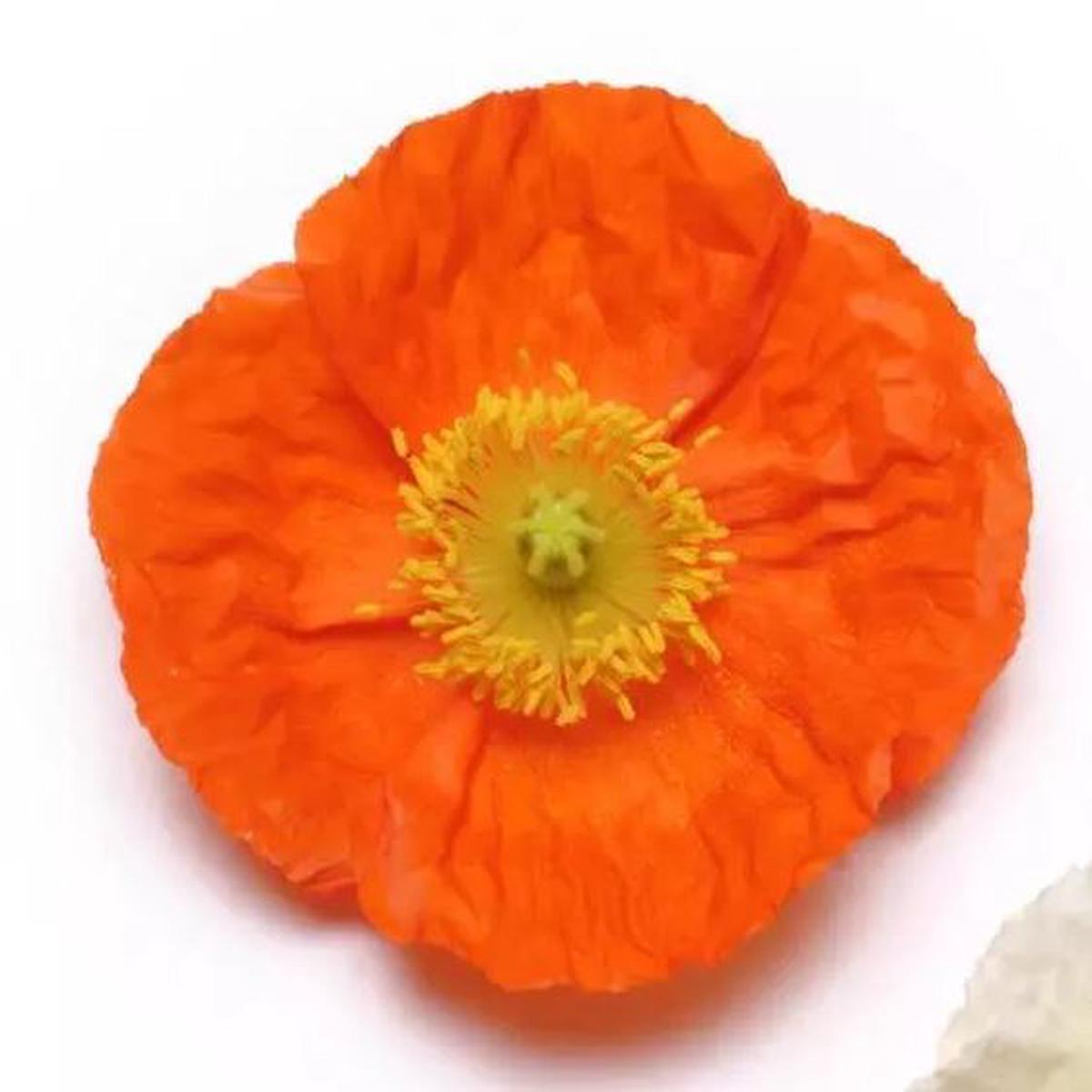 Papaver nudicaule Champagne Bubbles Orange