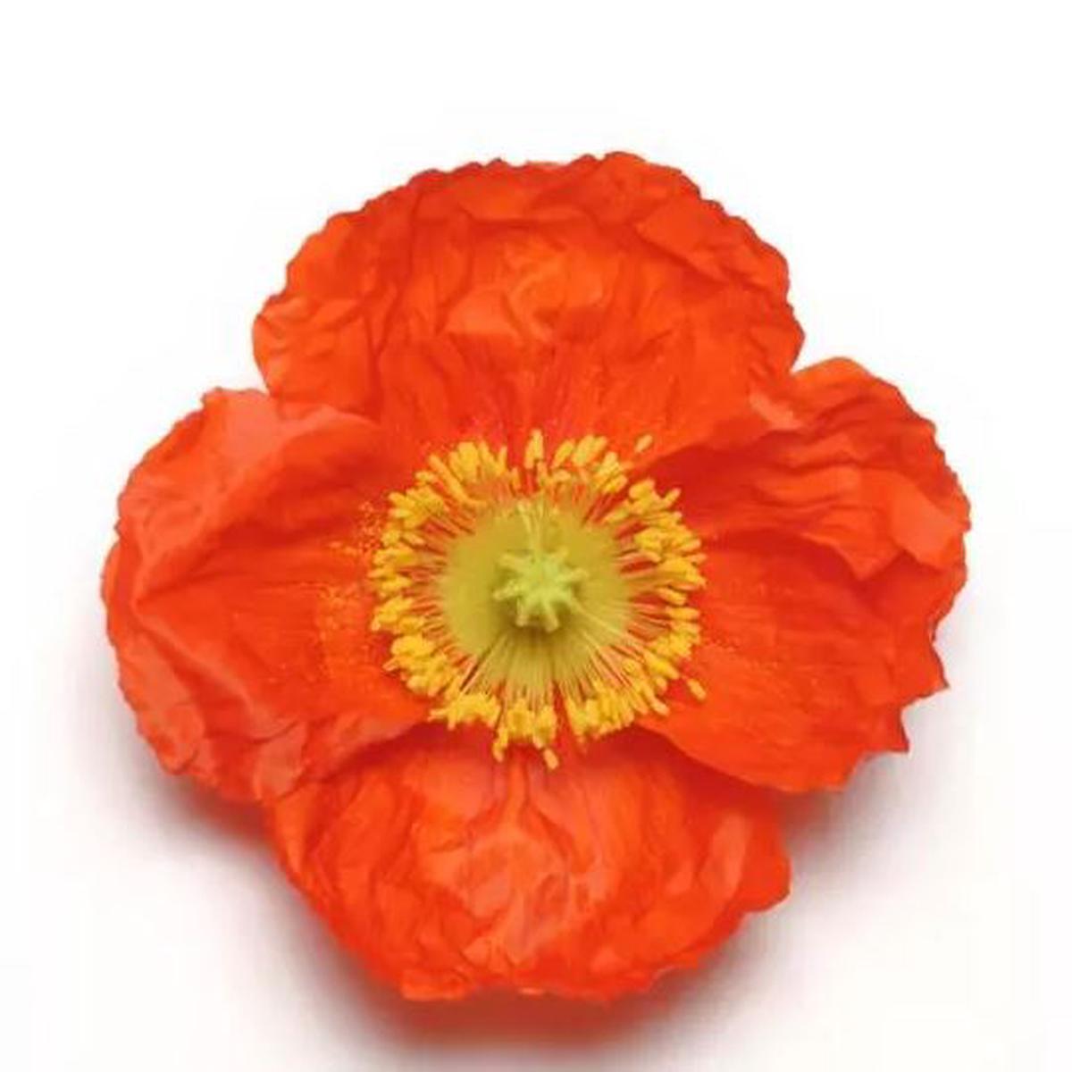 Papaver nudicaule Champagne Bubbles Scarlet