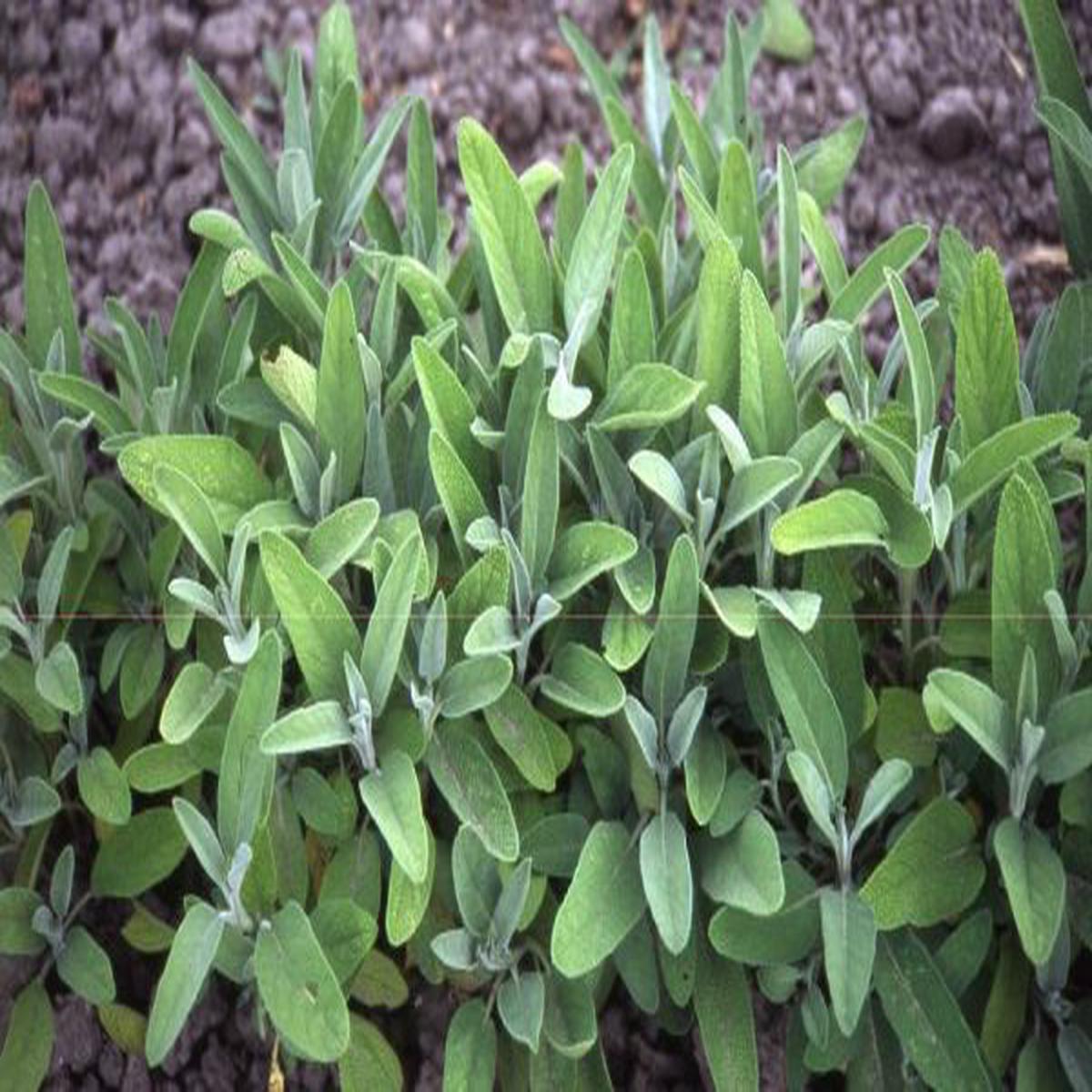Salvia officinalis (Sage)