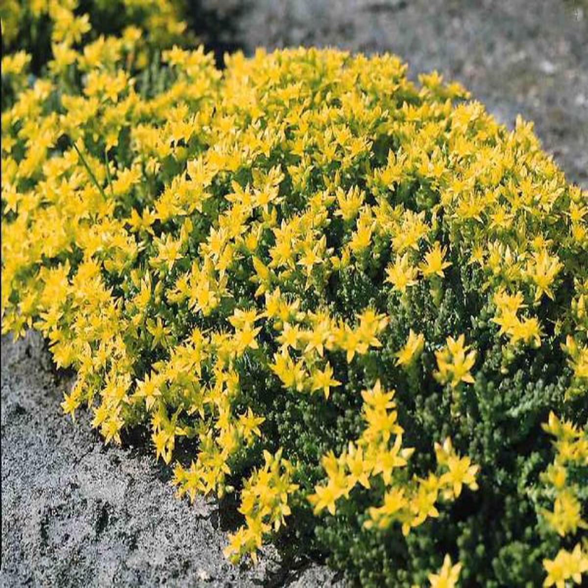 Sedum acre