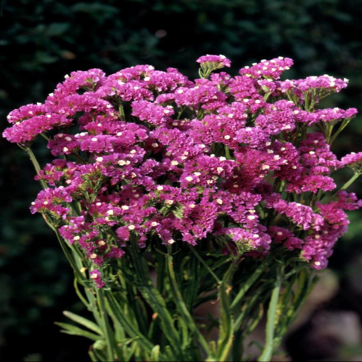 Statice/Limonium sinuatum Forever Rose