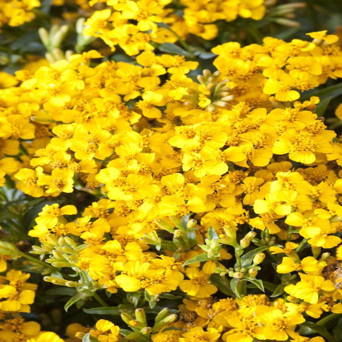 Tagetes Lucida Sweet Mace Organic