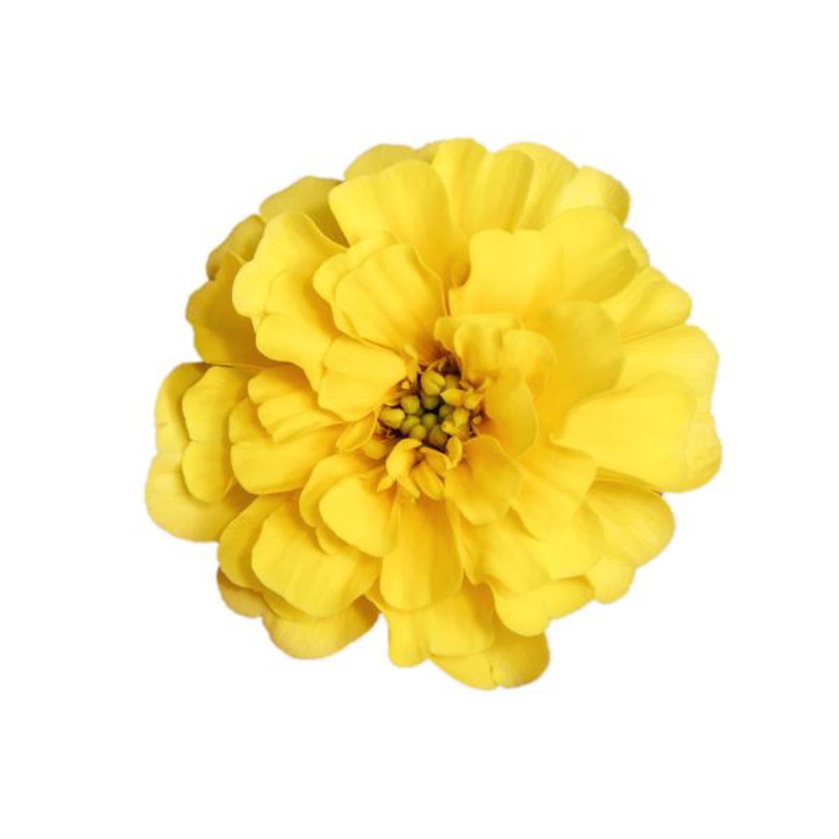 Tagetes patula Milli Vanilli