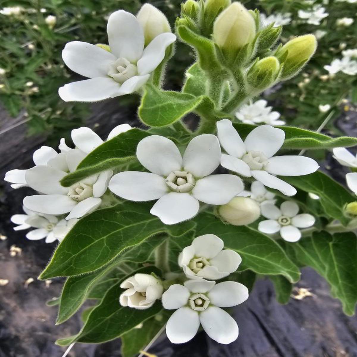 Tweedia (Oxypetalum) caeruleum white