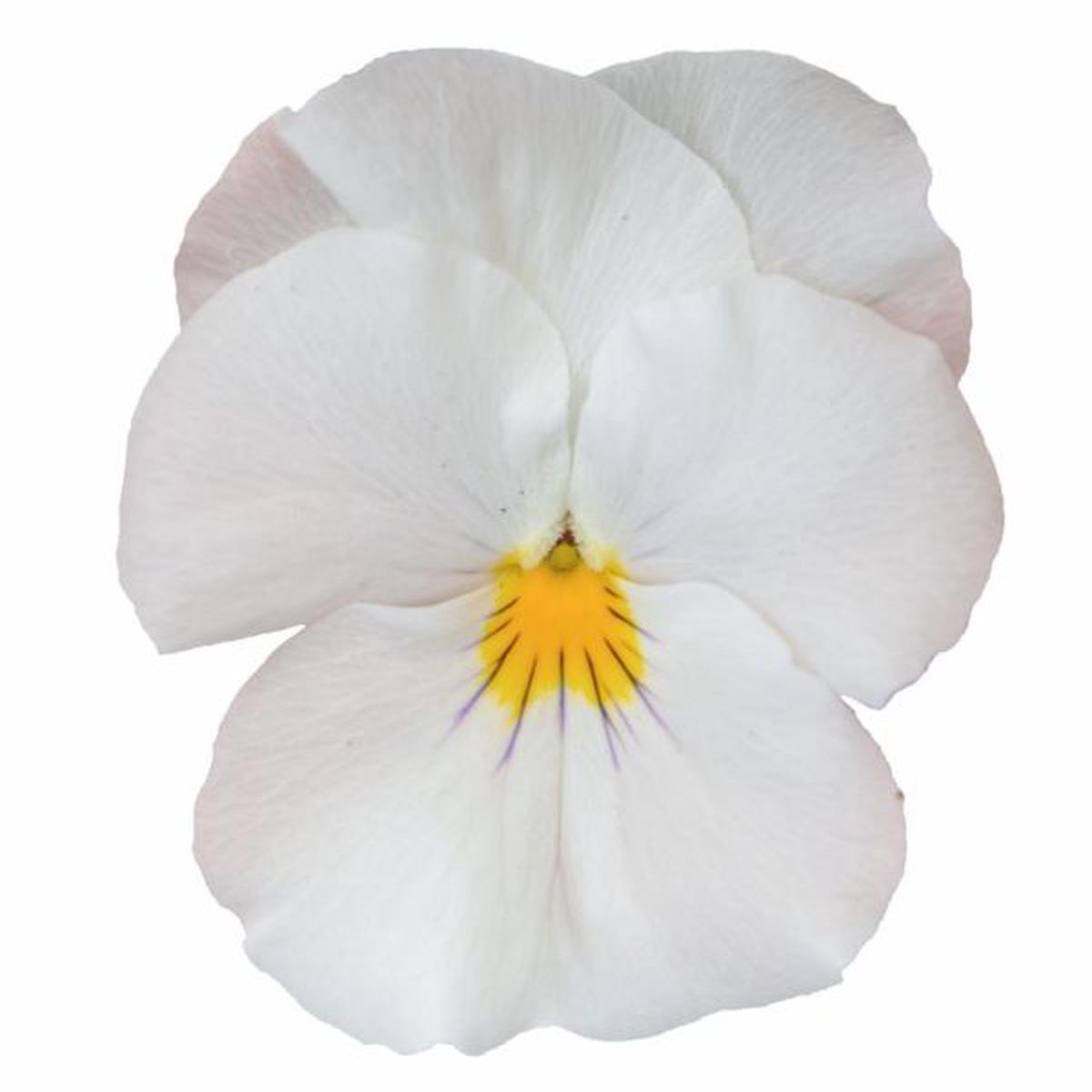 Viola wittrockiana Highflyer White