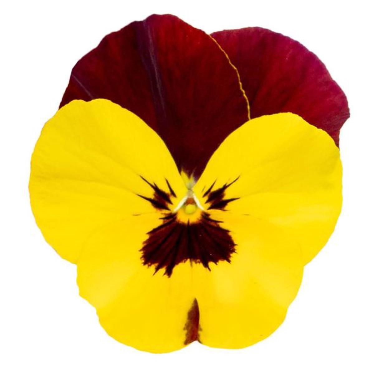 Viola wittrockiana Highflyer Yellow Red Wing