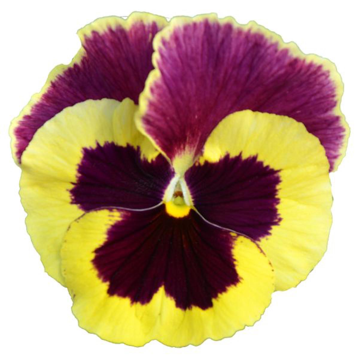 Viola wittrockiana Power Patricia