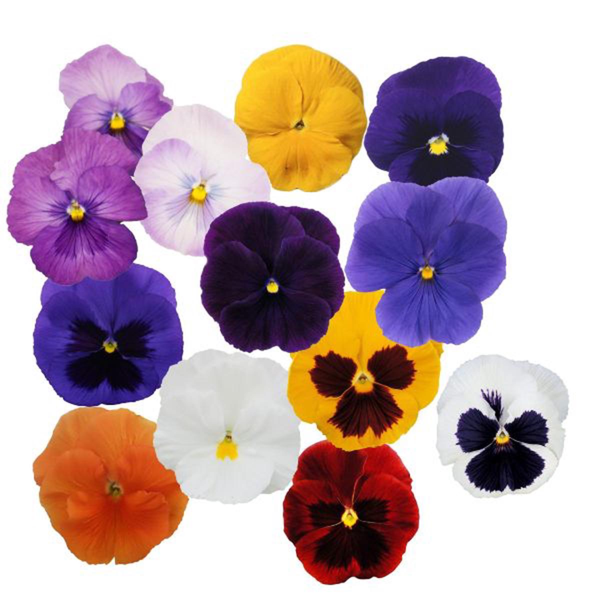 Viola wittrockiana Premier Autumn Mix