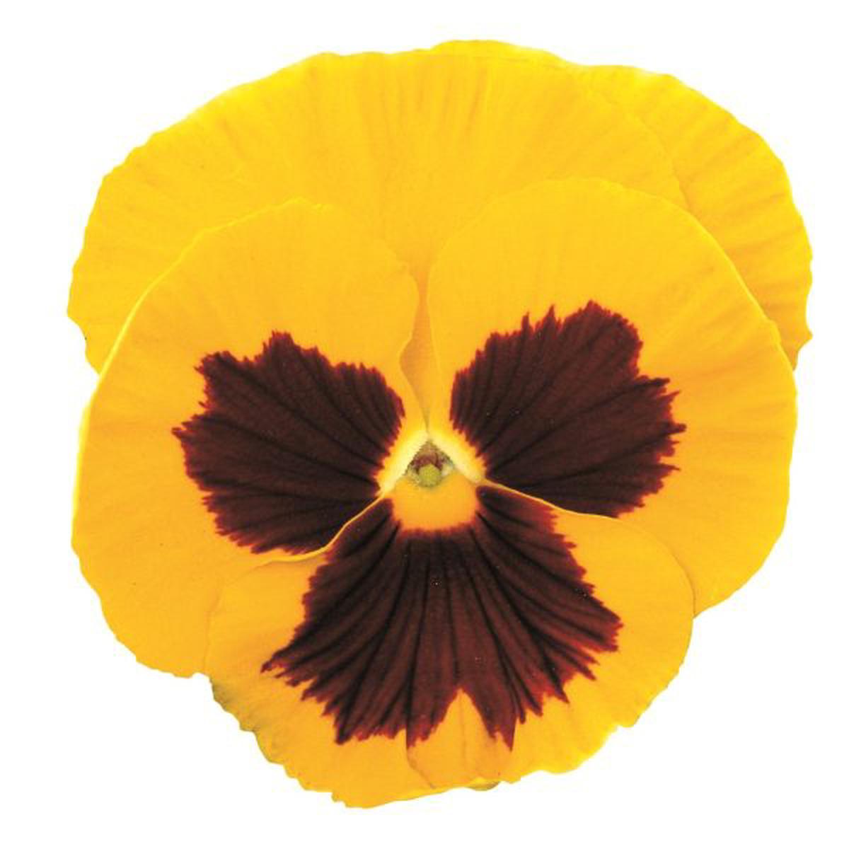Viola wittrockiana Premier Golden Yellow With Blotch