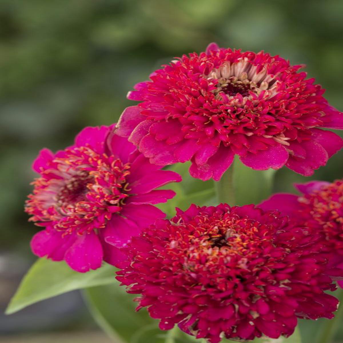 Zinnia elegans Cresto! Violet