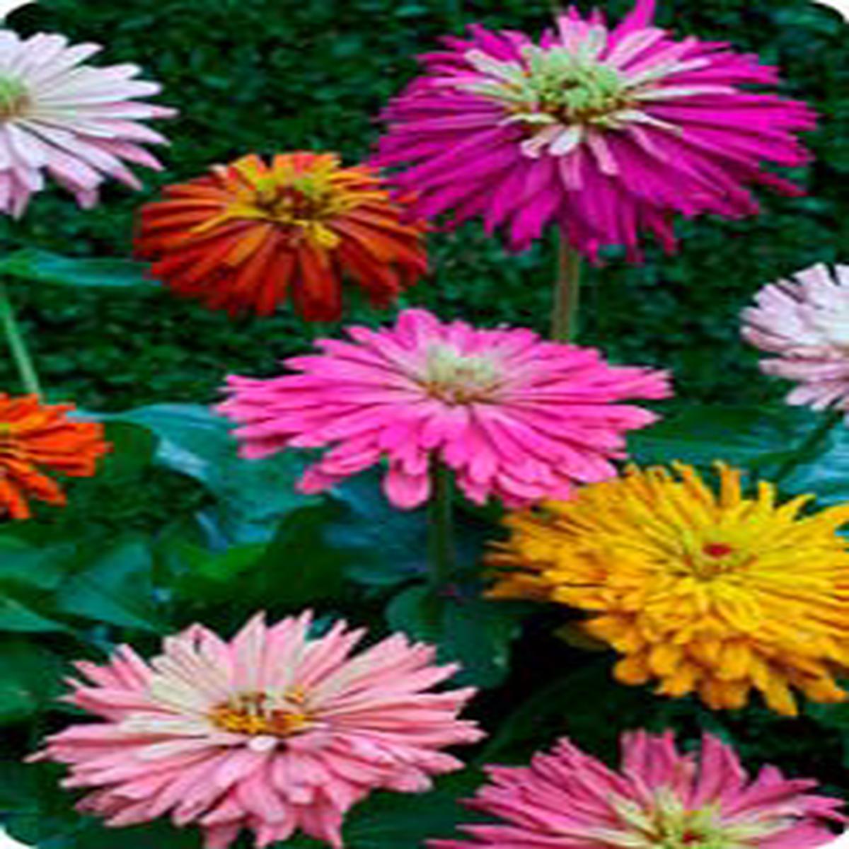 Zinnia elegans Early Wonder