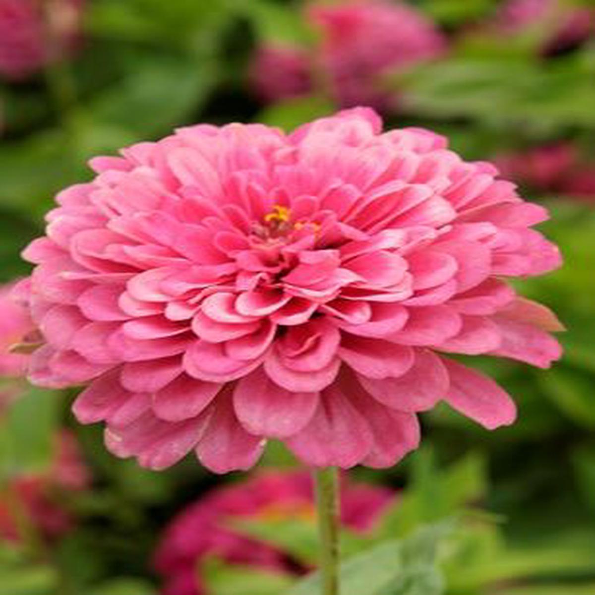 Zinnia elegans Luminosa