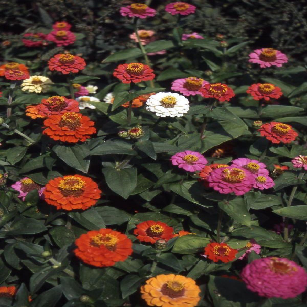 Zinnia elegans Thumbelina Mixture