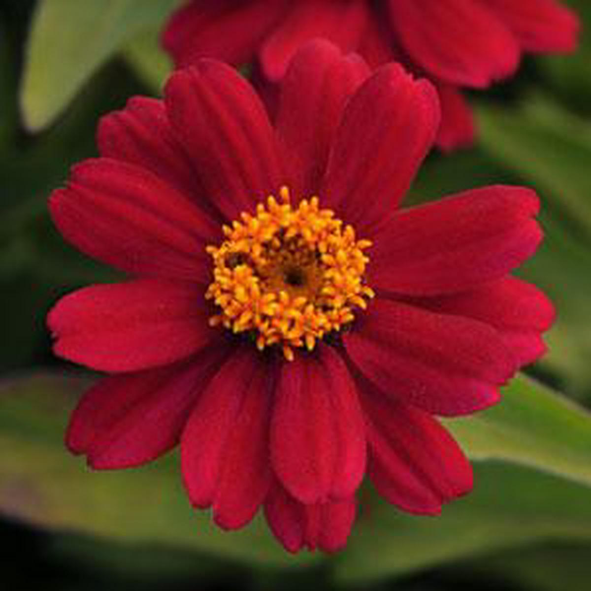 Zinnia marylandica Zahara Cherry