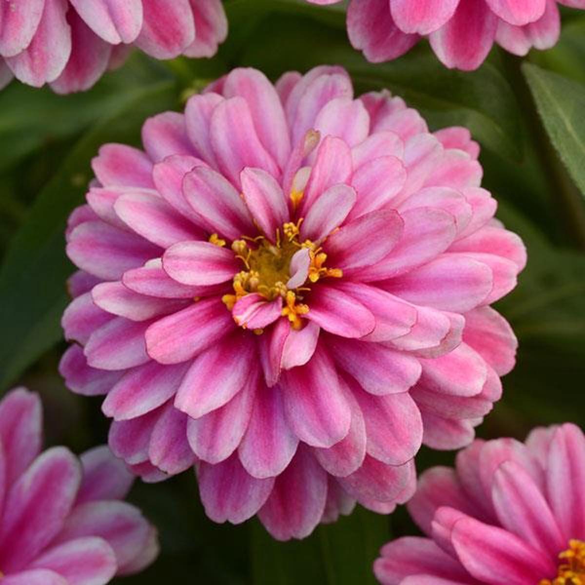 Zinnia marylandica Zahara Double Raspberry Ripple