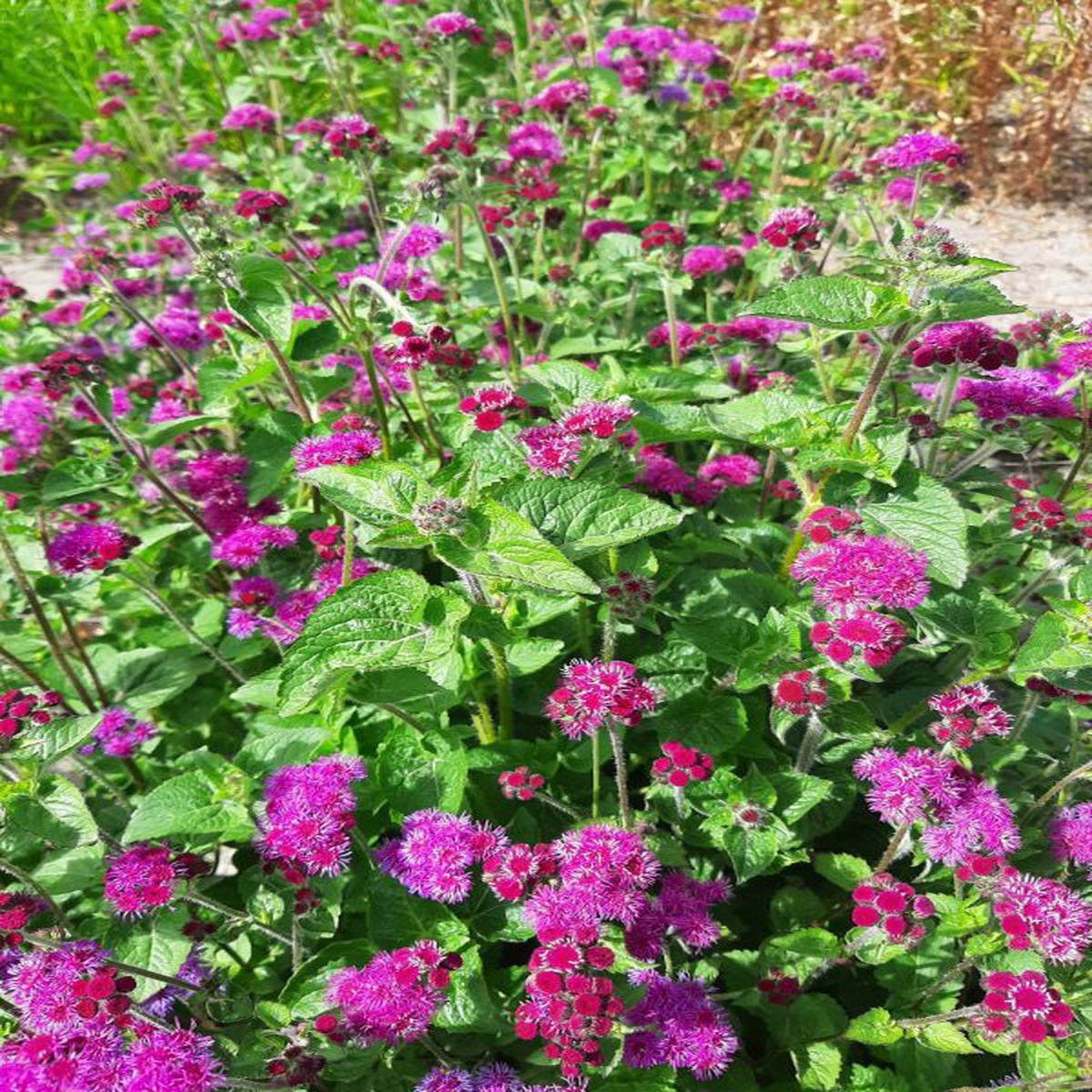 Ageratum mexicanum Red Cutting
