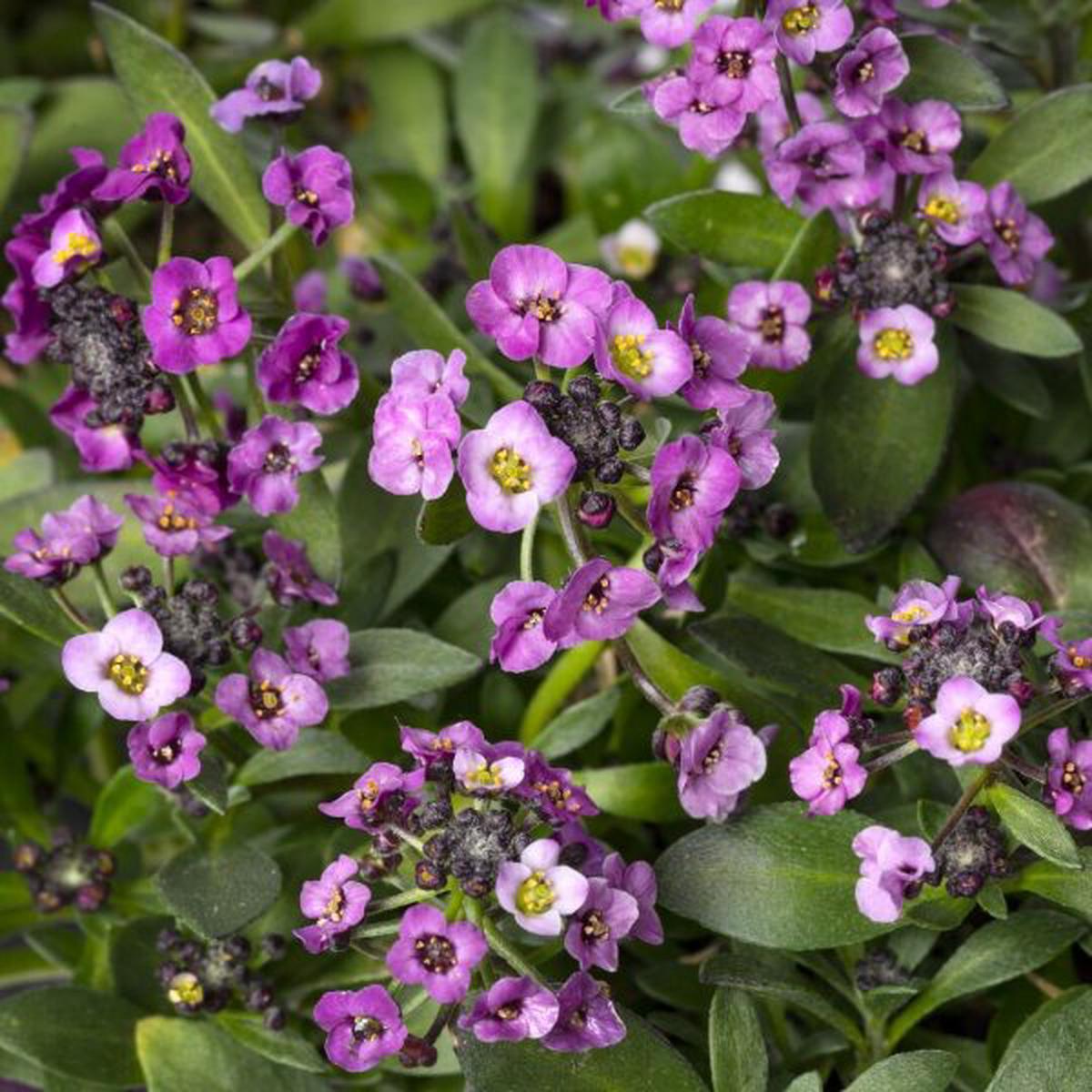 Alyssum (Lobularia) maritima North Face Lavender