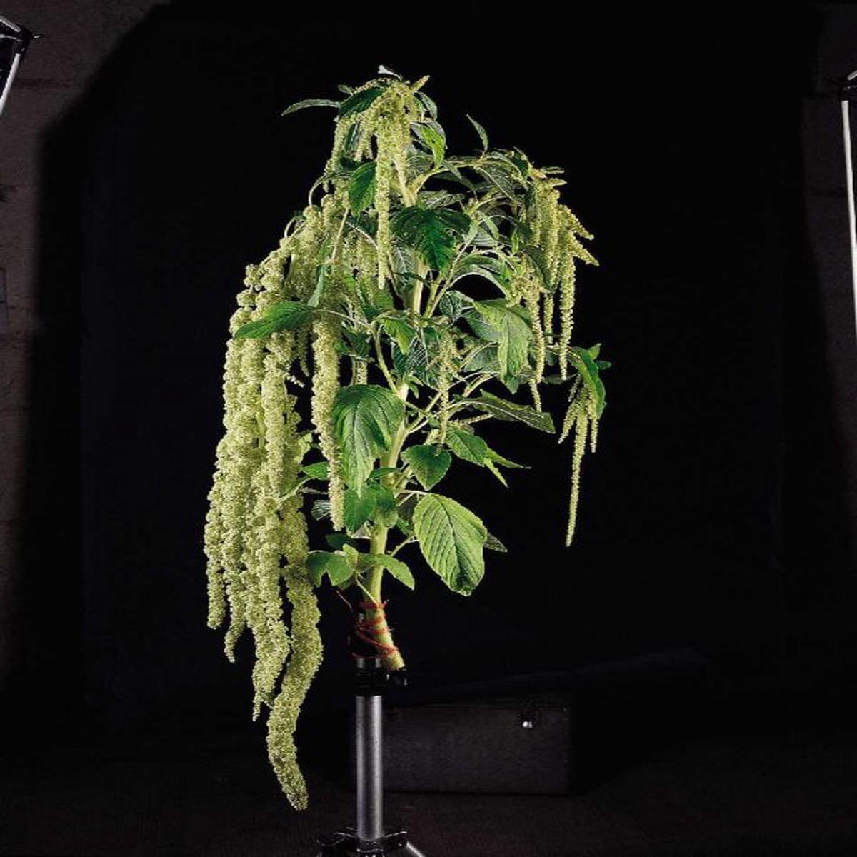 Amaranthus caudatus Viridis
