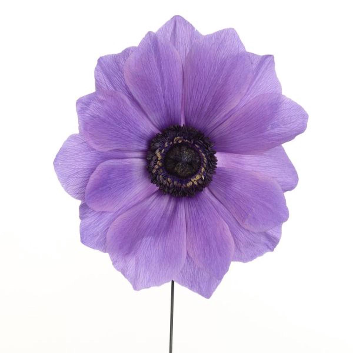 Anemone coronaria Gemstone Blue