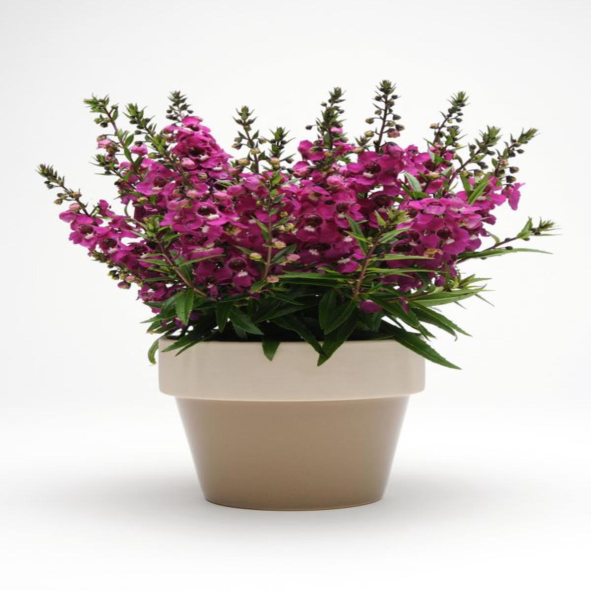 Angelonia angustifolia Serenita Raspberry