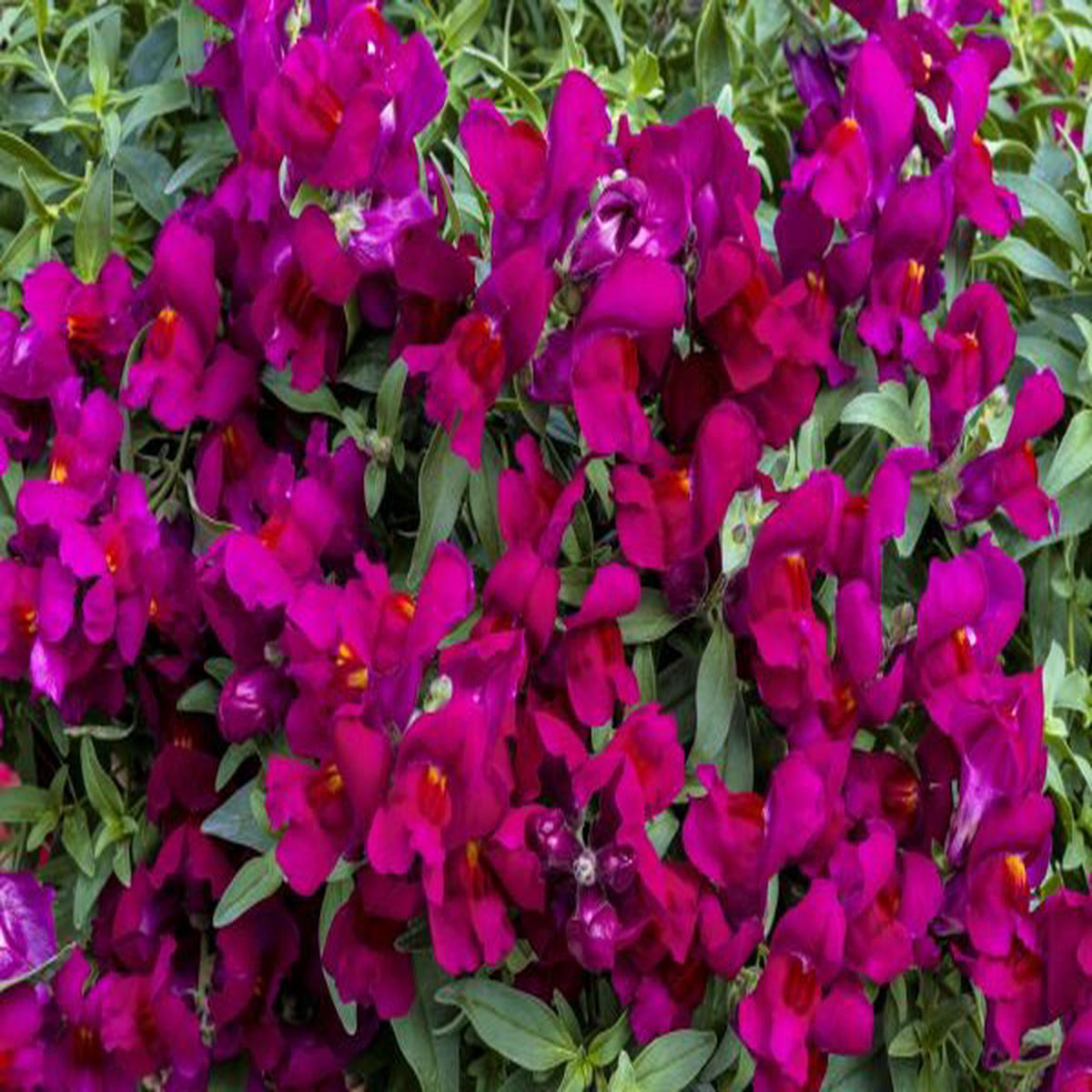 Antirrhinum majus Candy Showers Deep Purple