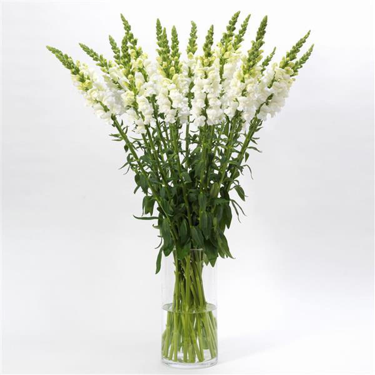 Antirrhinum majus Early Potomac White