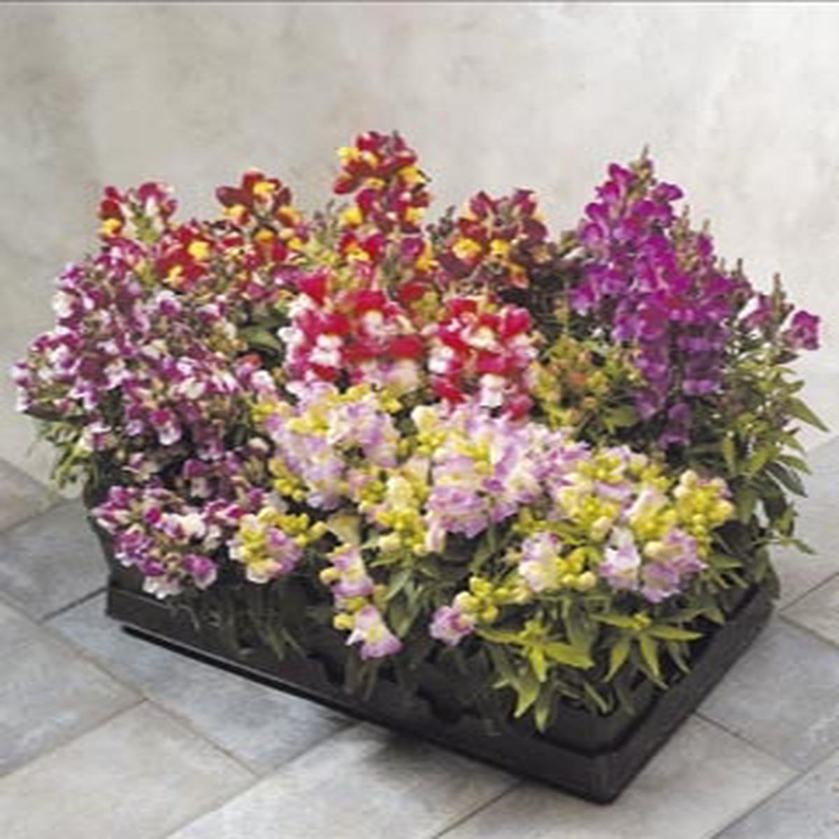 Antirrhinum majus Floral Showers Mixture