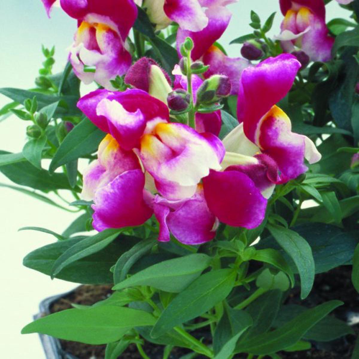 Antirrhinum majus Floral Showers Wine Bicolour