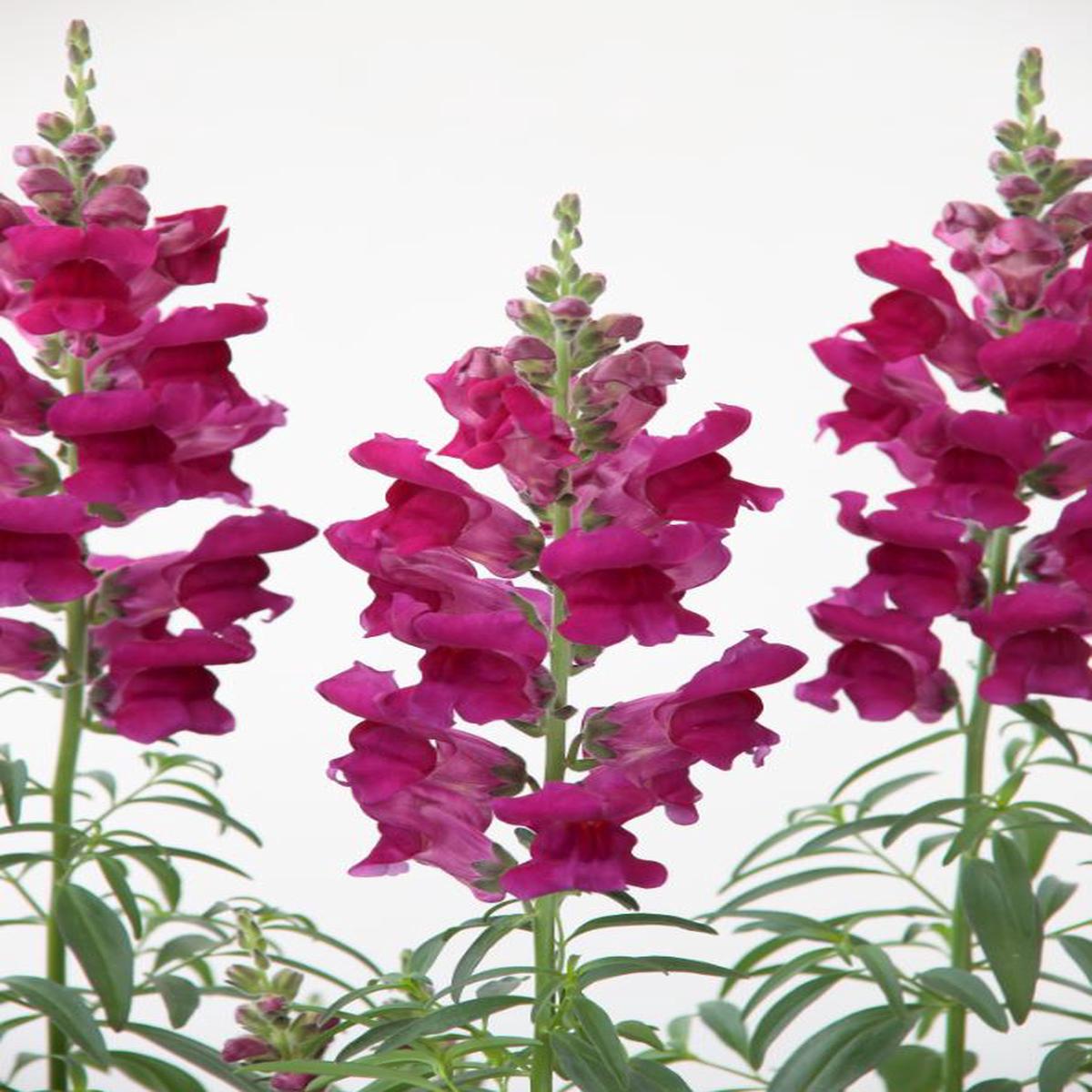 Antirrhinum majus nanum Speedy Sonnet Purple
