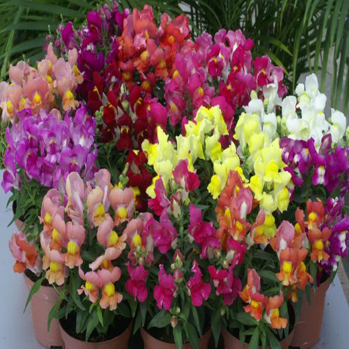 Antirrhinum majus Snappy Full Mixture