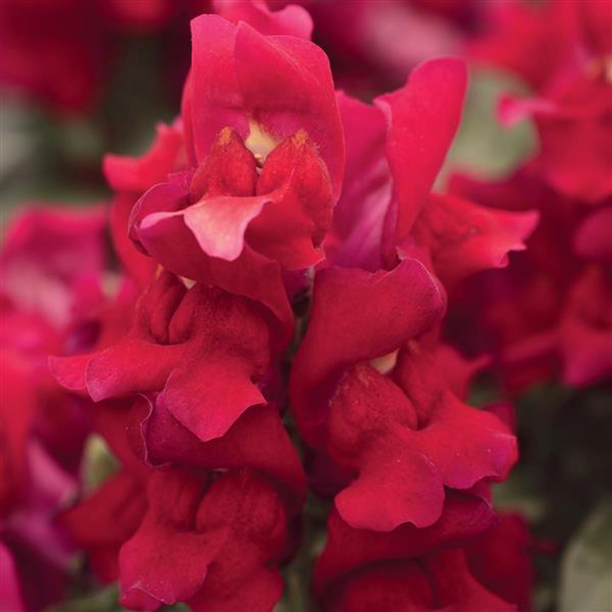 Antirrhinum majus Snapshot Red