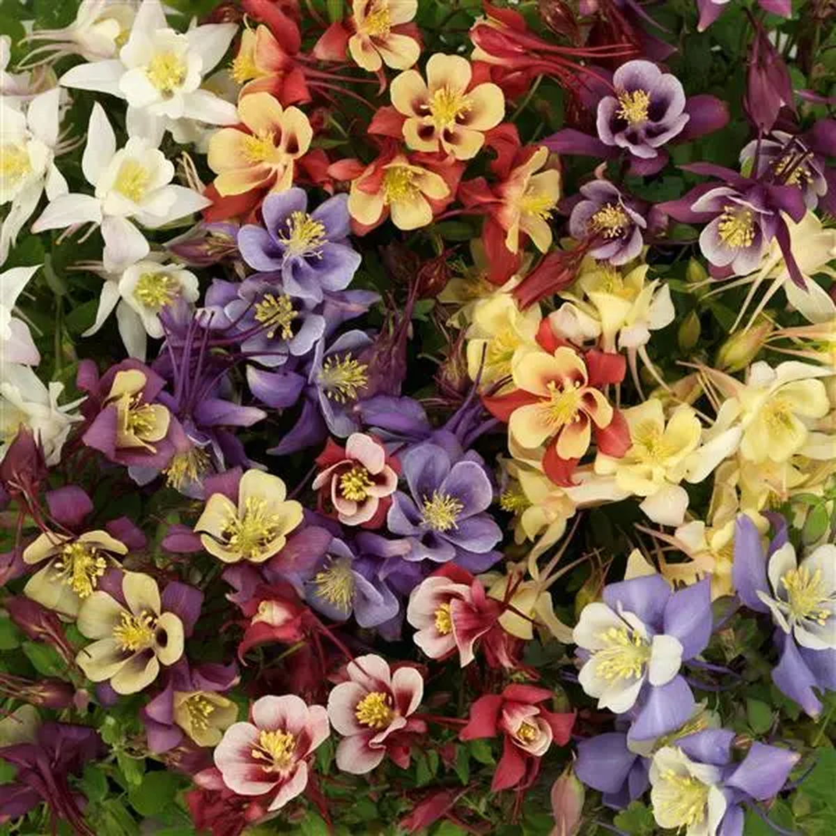 Aquilegia hybrida Earlybird Mix