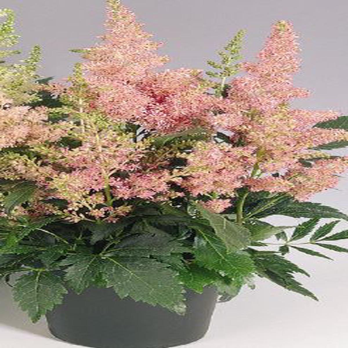 Astilbe arendsii Astary Pink Shades (BeGreen Pellets)
