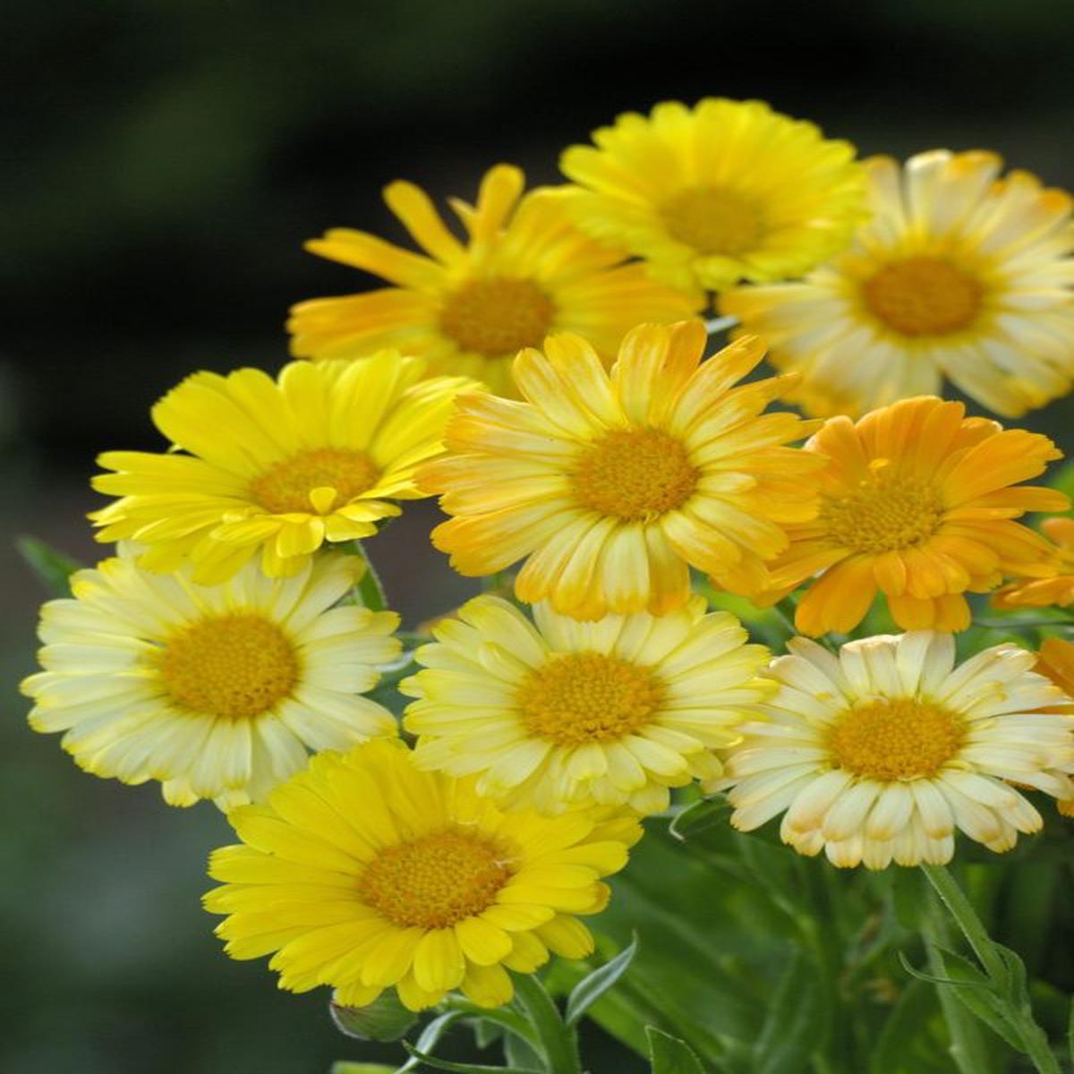 Calendula officinalis Daisy Citrus FG Mixture