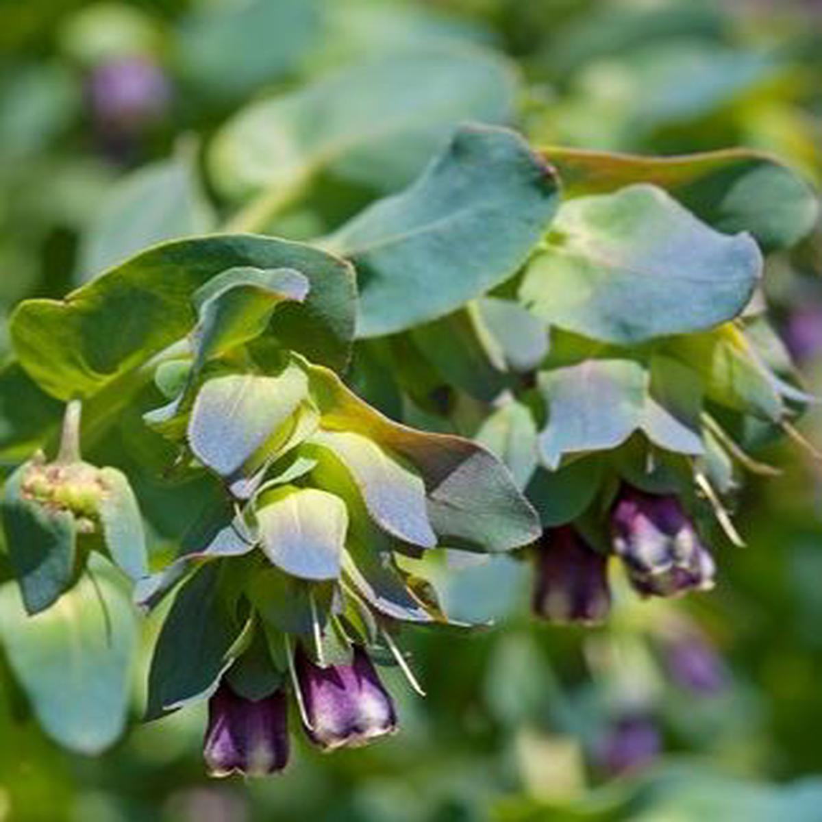 Cerinthe major Purpurascens Pride of Gibraltar