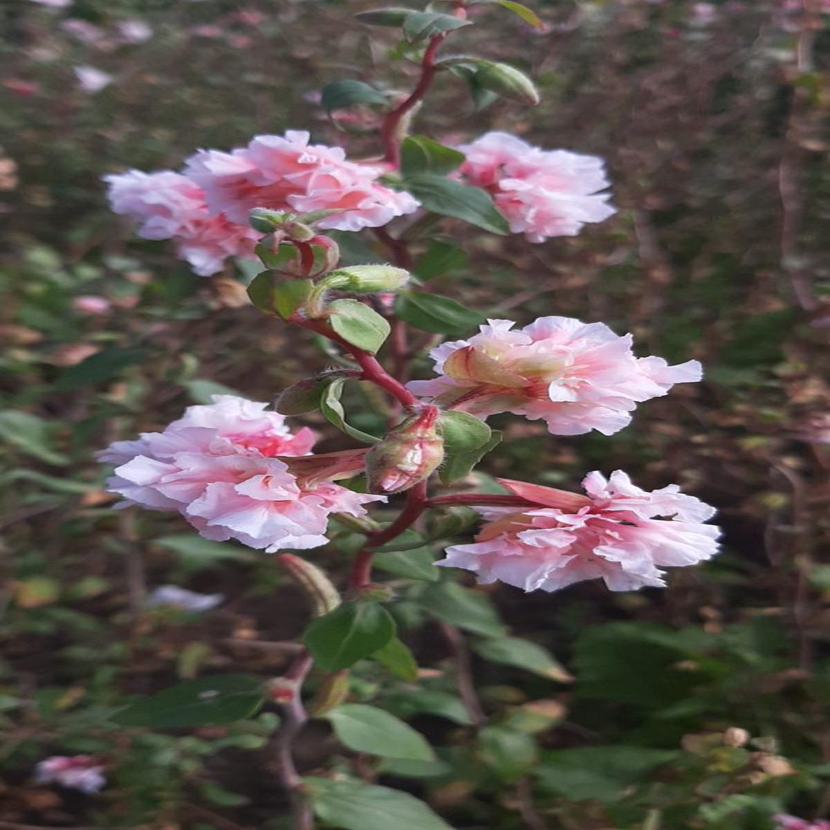 Clarkia unguiculata Enchantress