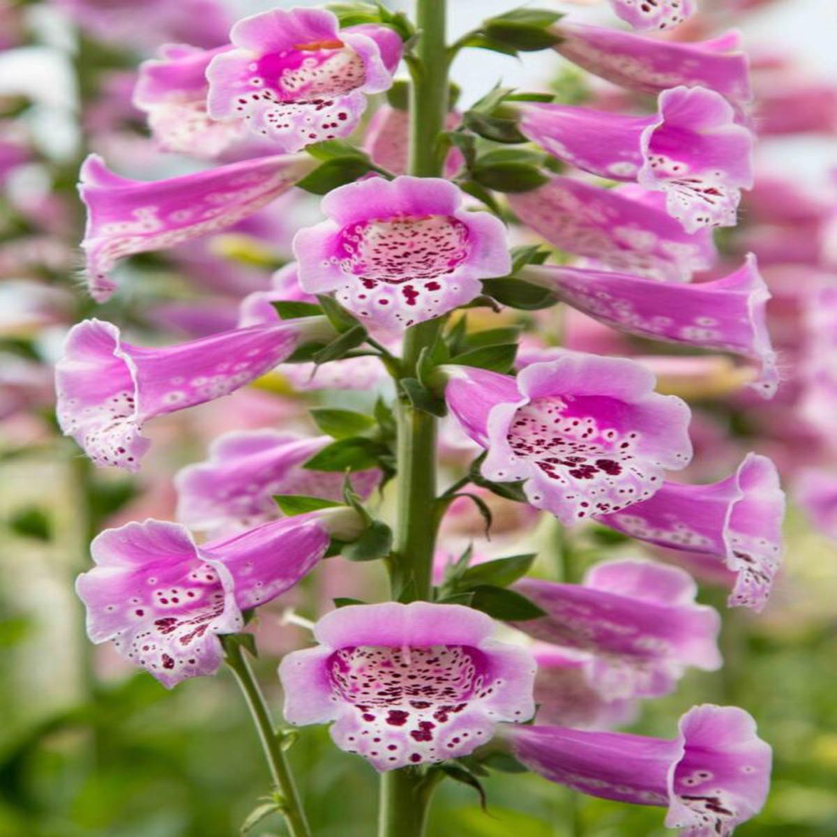 Digitalis purpurea Dottie Purple