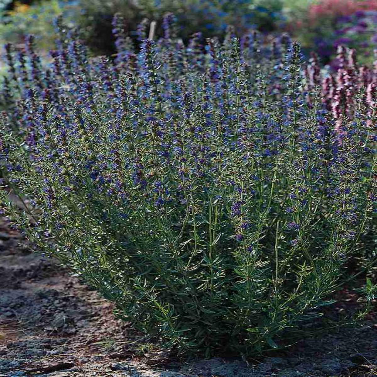 Hyssopus officinalis Blue