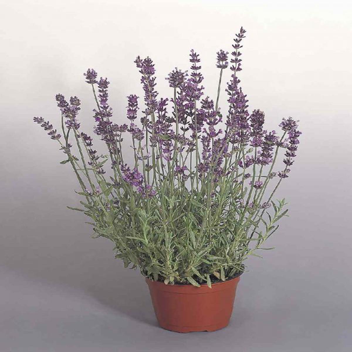 Lavandula angustifolia Munstead Variety
