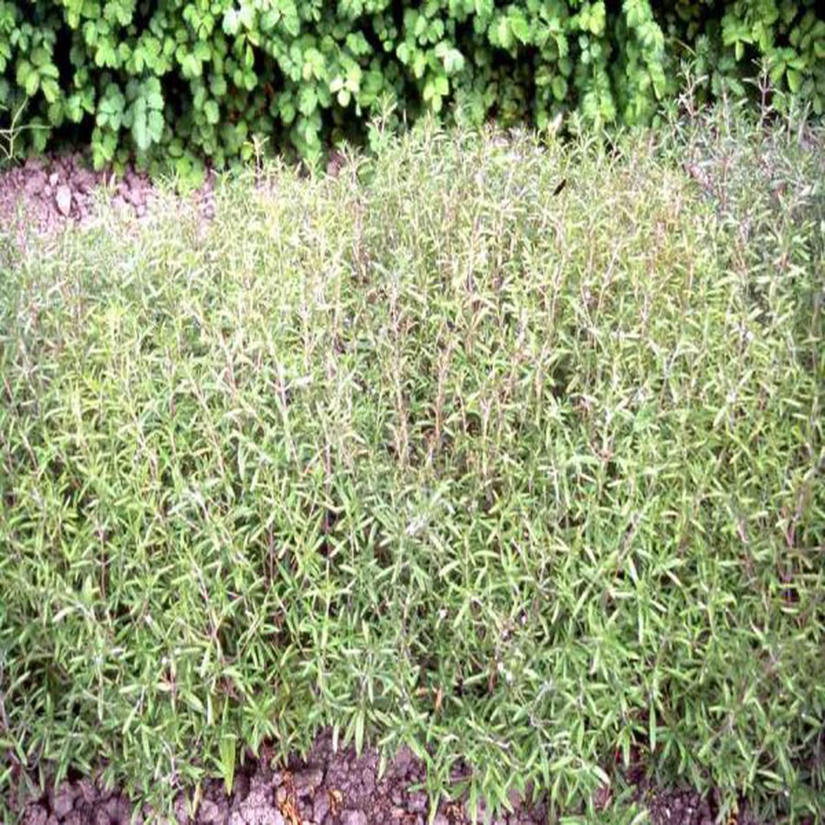 Satureja hortensis (Summer savory)