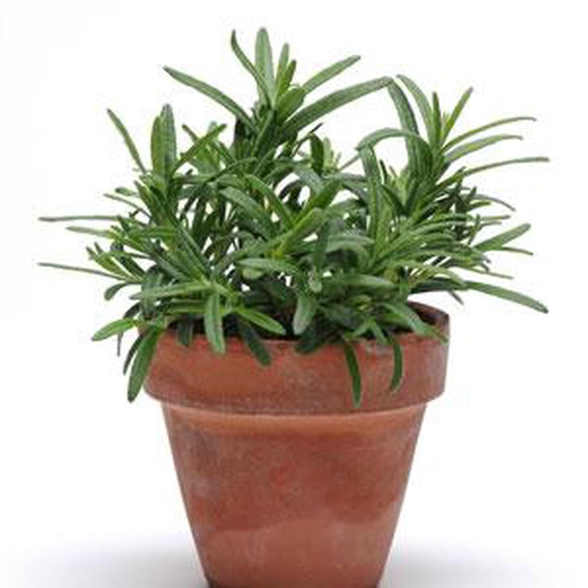 Simplyherbs rosmarinus officinalis (Multipills)