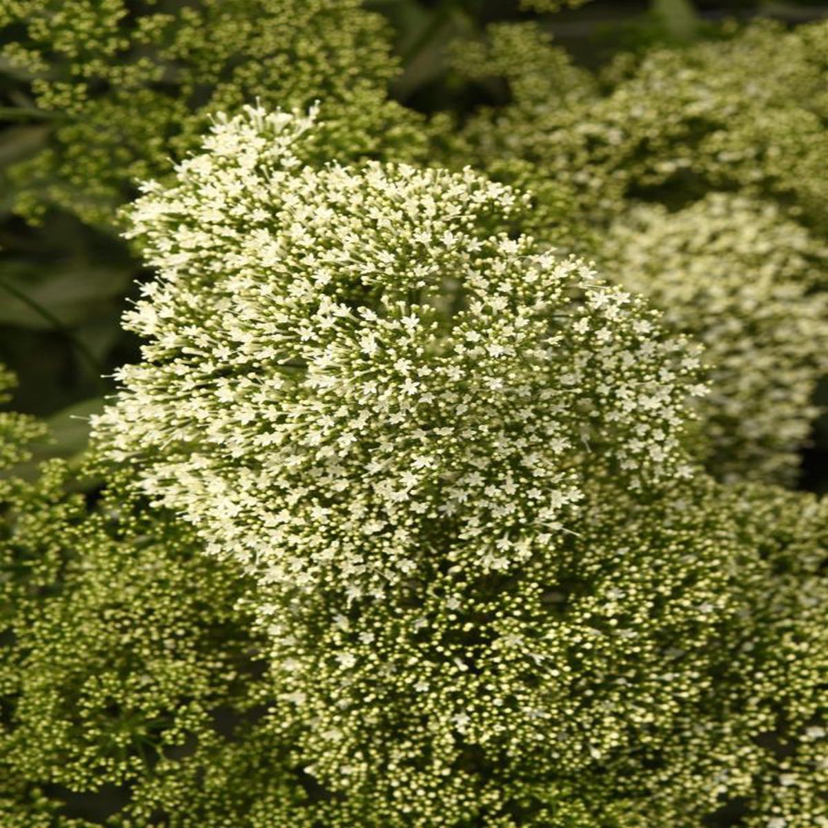 Trachelium caeruleum Lake Michigan White