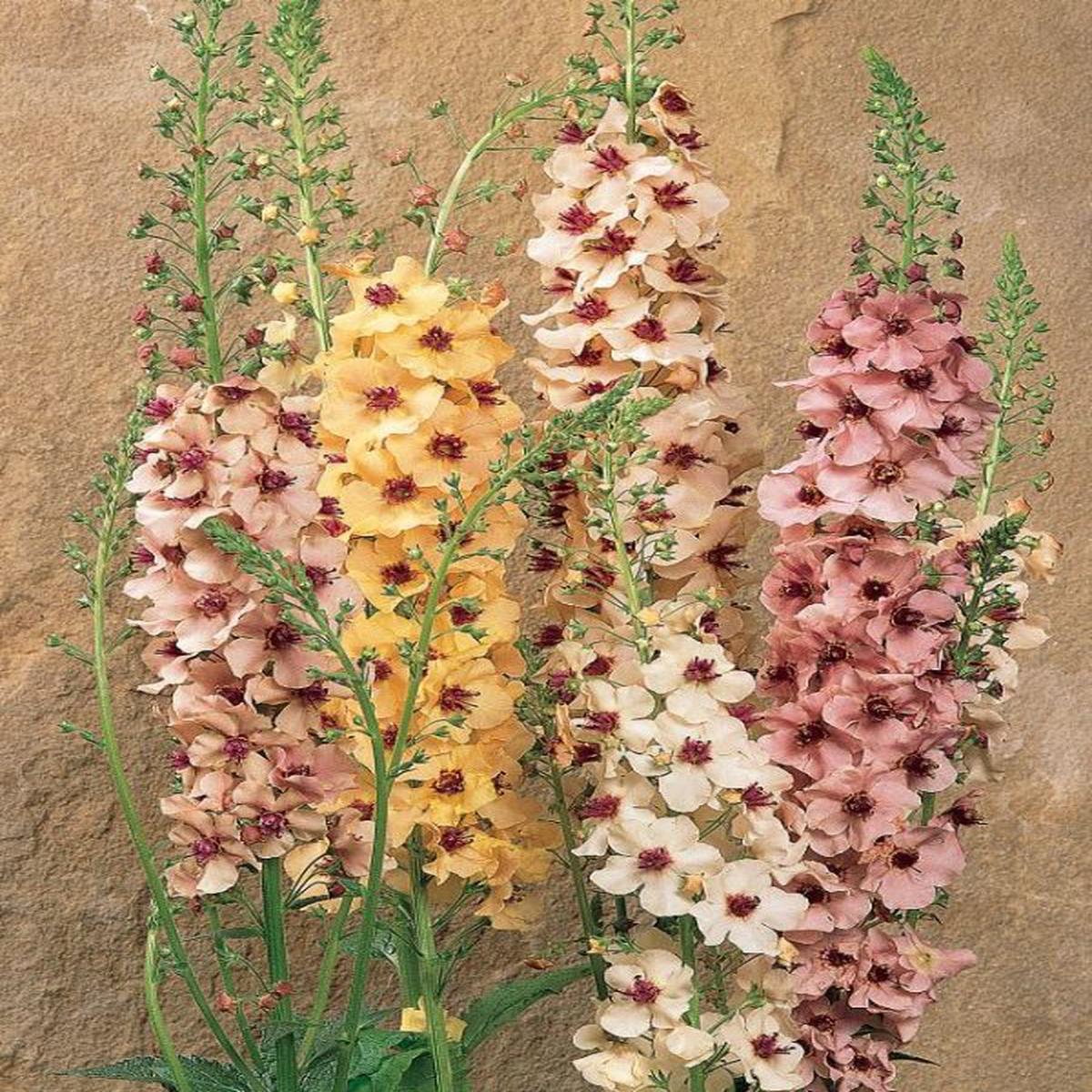 Verbascum x hybrida Southern Charm
