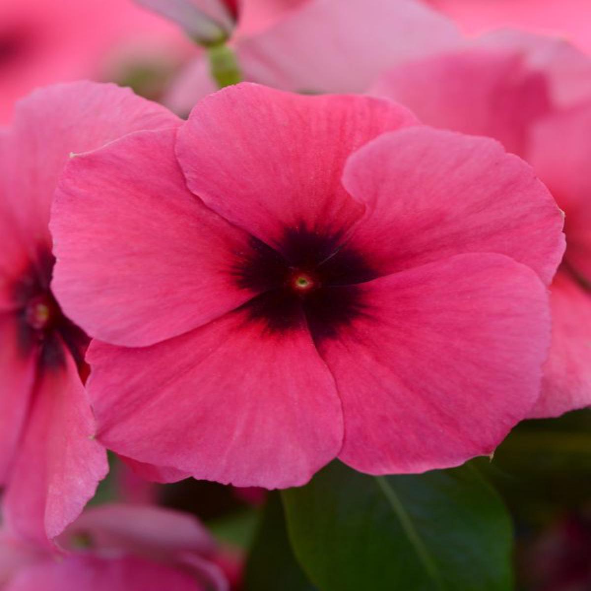 Vinca (catharanthus) roseus Tattoo Raspberry