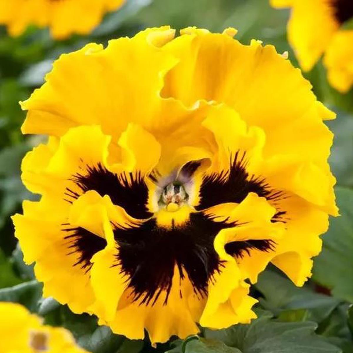 Viola wittrockiana Frizzle Sizzle Yellow