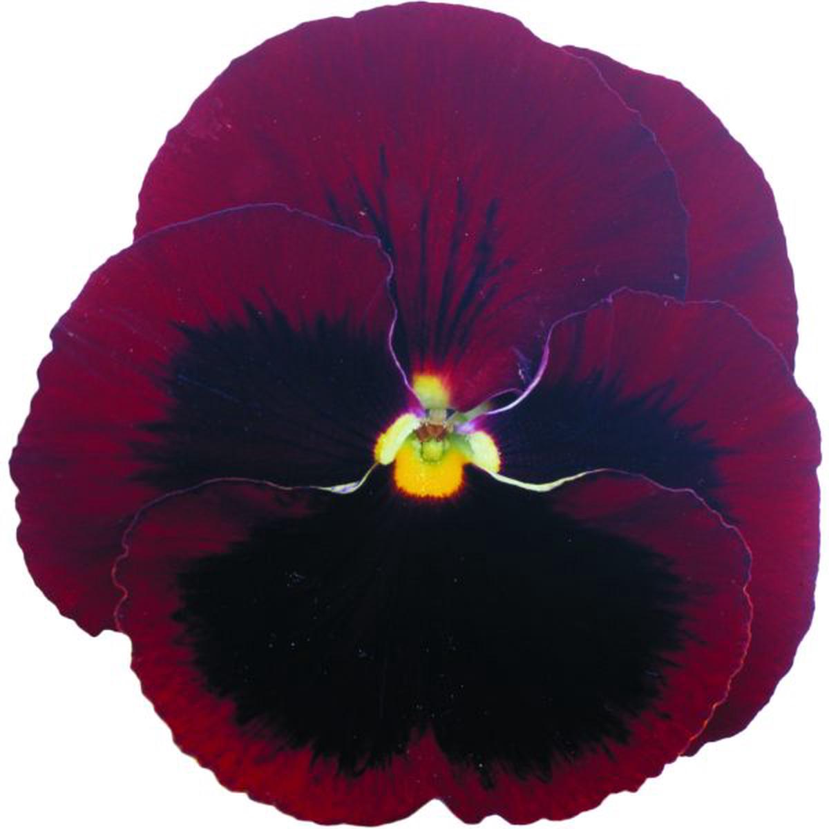 Viola wittrockiana Power Red With Blotch
